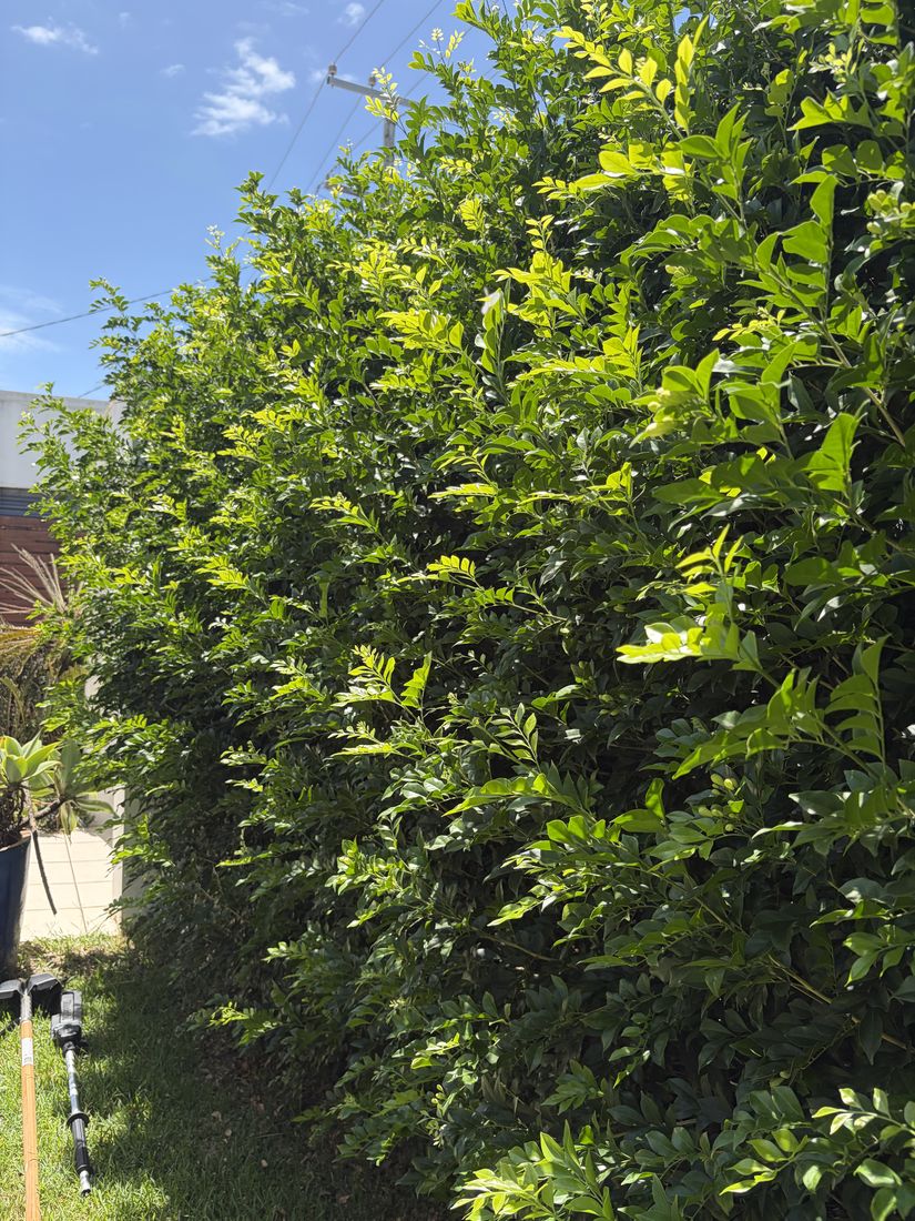 Isaac from BrightHome trimming a hedge on site at Bokarina
