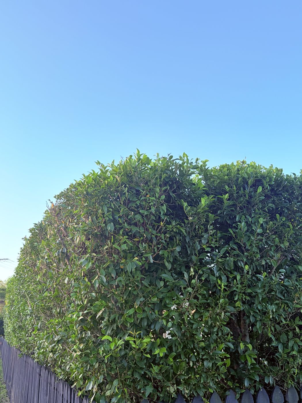 Hedge boxed and squared off along a fence line, Sunshine Coast